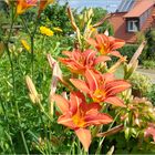 Sommergarten-etwas-wild-