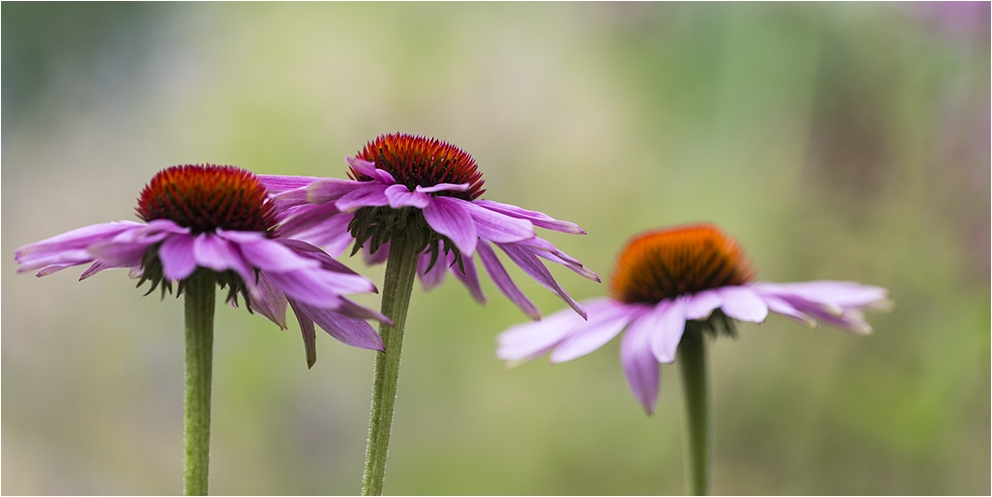 Sommergarten