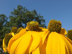 Sommergarten