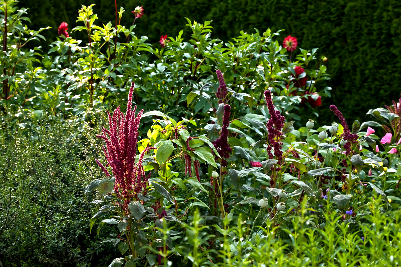 Sommergarten im Morgenlicht