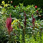 Sommergarten im Morgenlicht