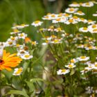 Sommergarten - mal ein Foto gegen die aktuelle Schlechtwetterphase in NRW