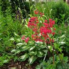 Sommergarten mit Purpurglöckchen