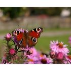 sommergartenblick