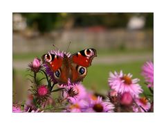 sommergartenblick