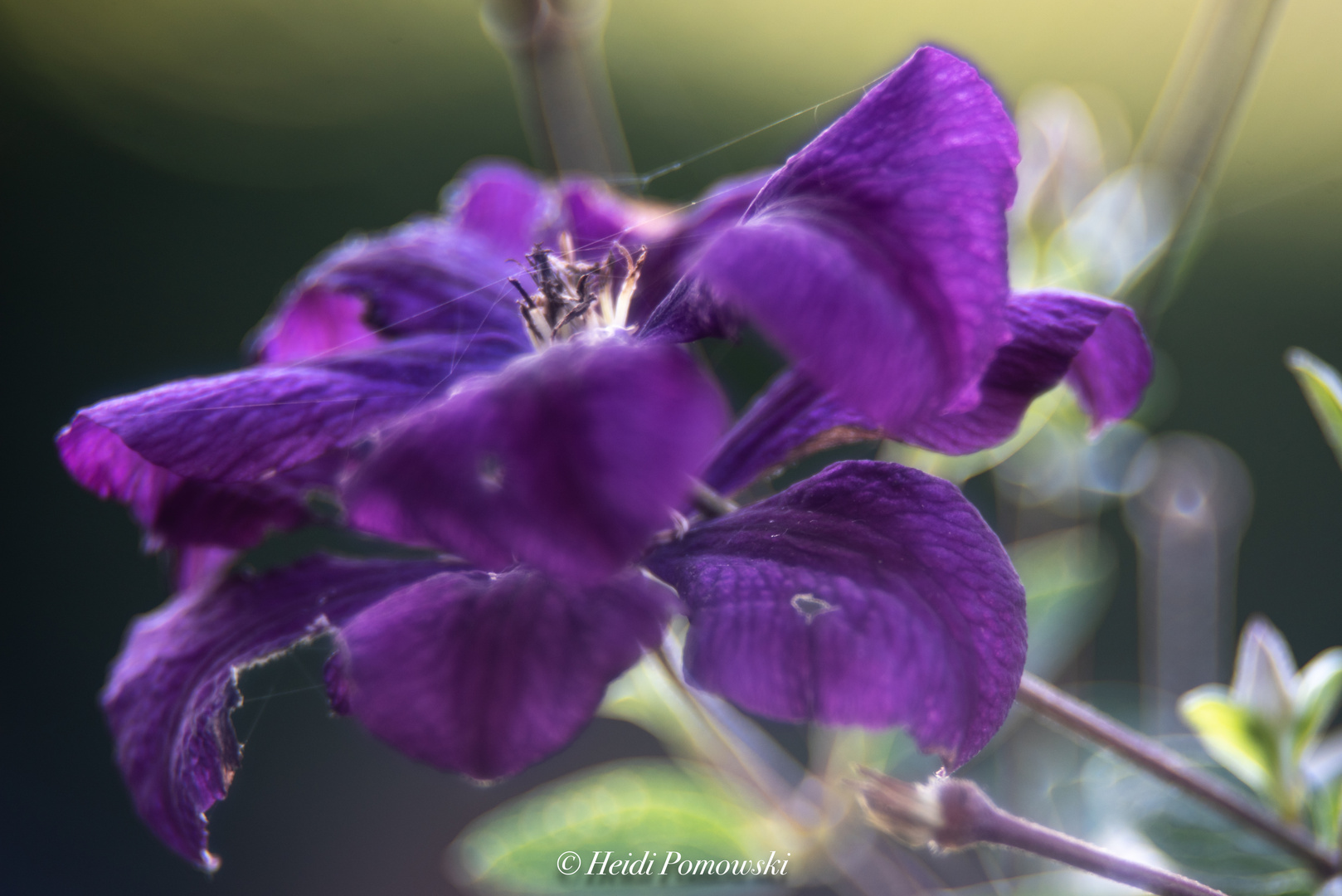 Sommergartenfülle