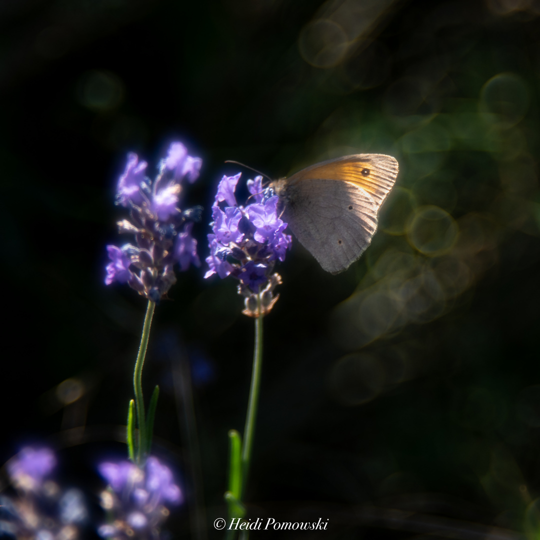 Sommergartenfülle