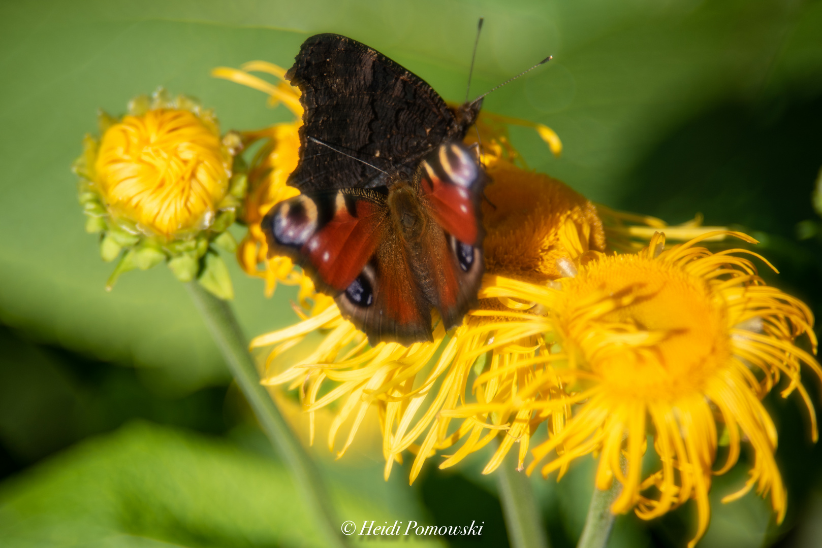 Sommergartenfülle