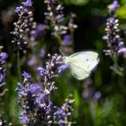 Sommergartenfülle