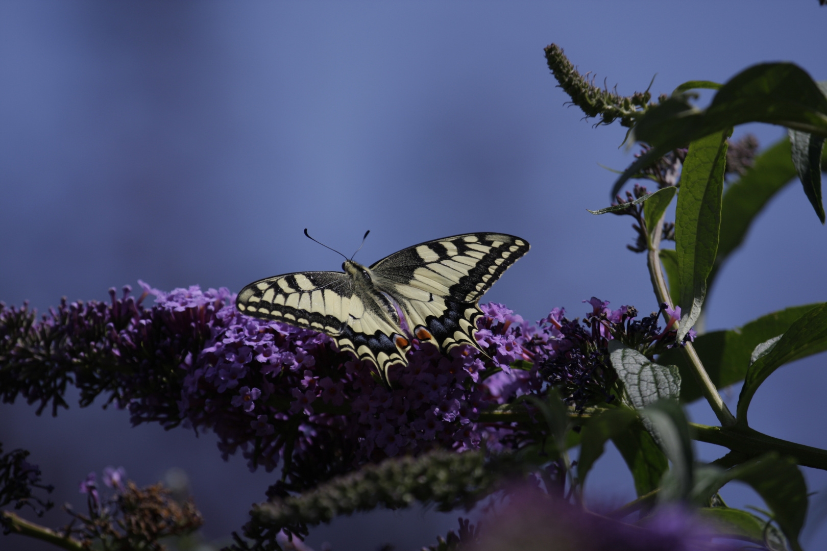 Sommergast im Garten