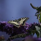 Sommergast im Garten