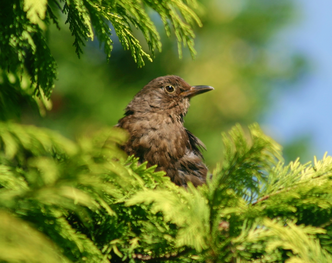 Sommergast im Garten