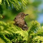 Sommergast im Garten