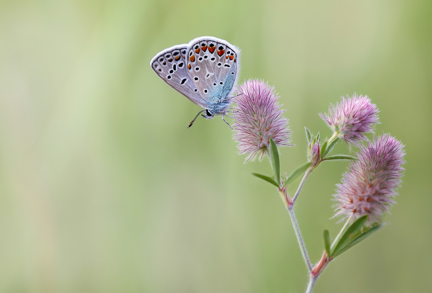 Sommergedanken