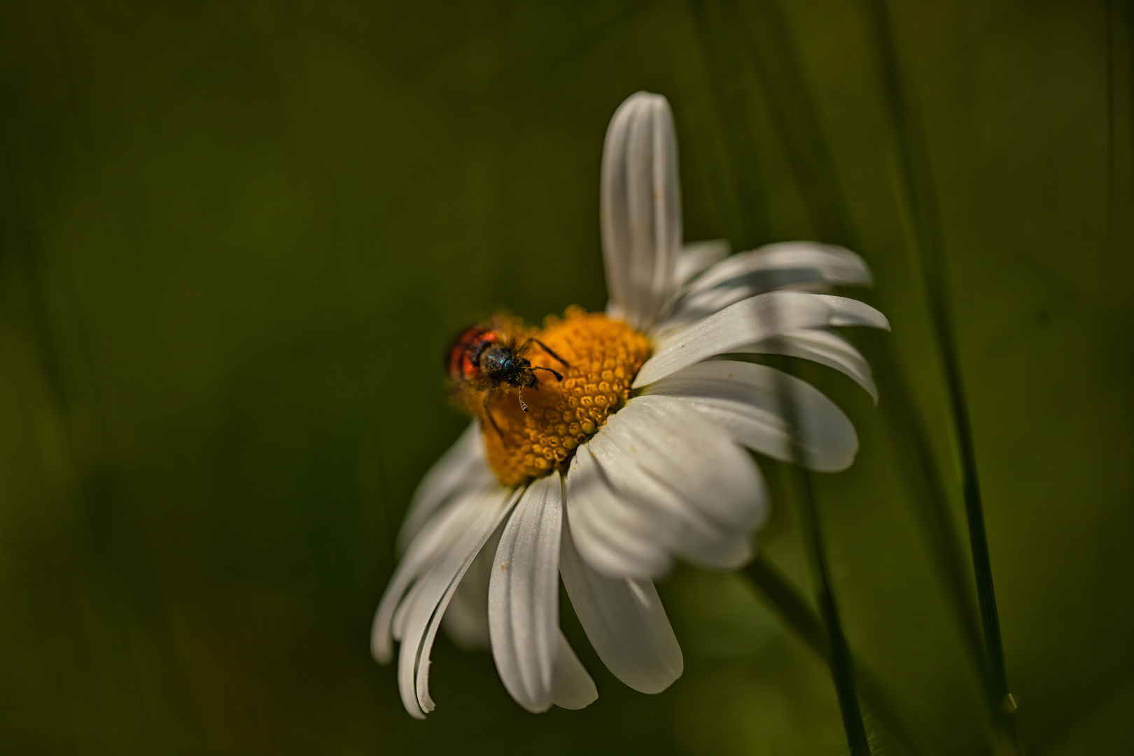 Sommergefühl