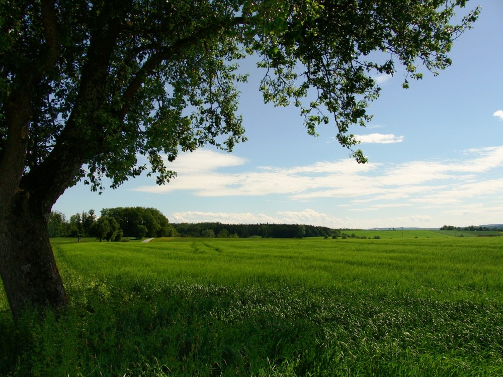 Sommergefühle by Felicitas Merz 