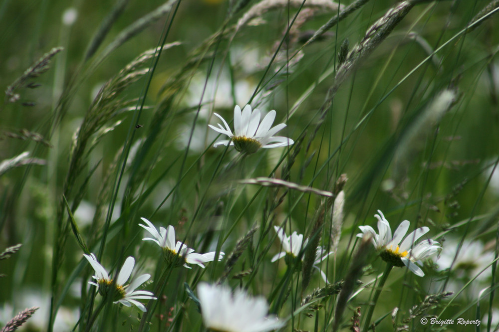 Sommergefühle