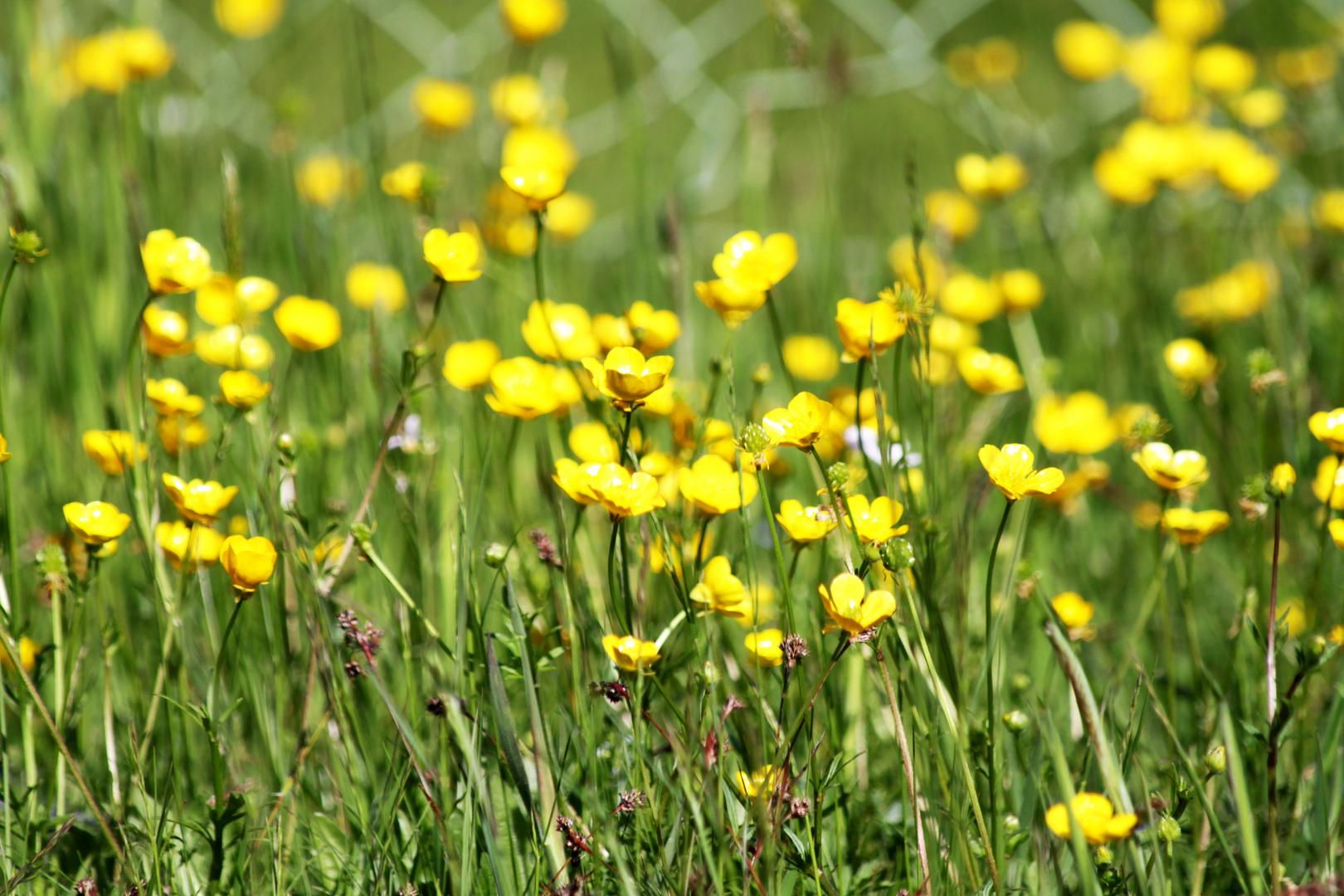 Sommergefühle