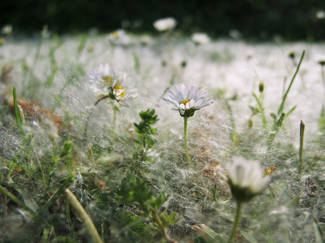 «Sommergekuschel»