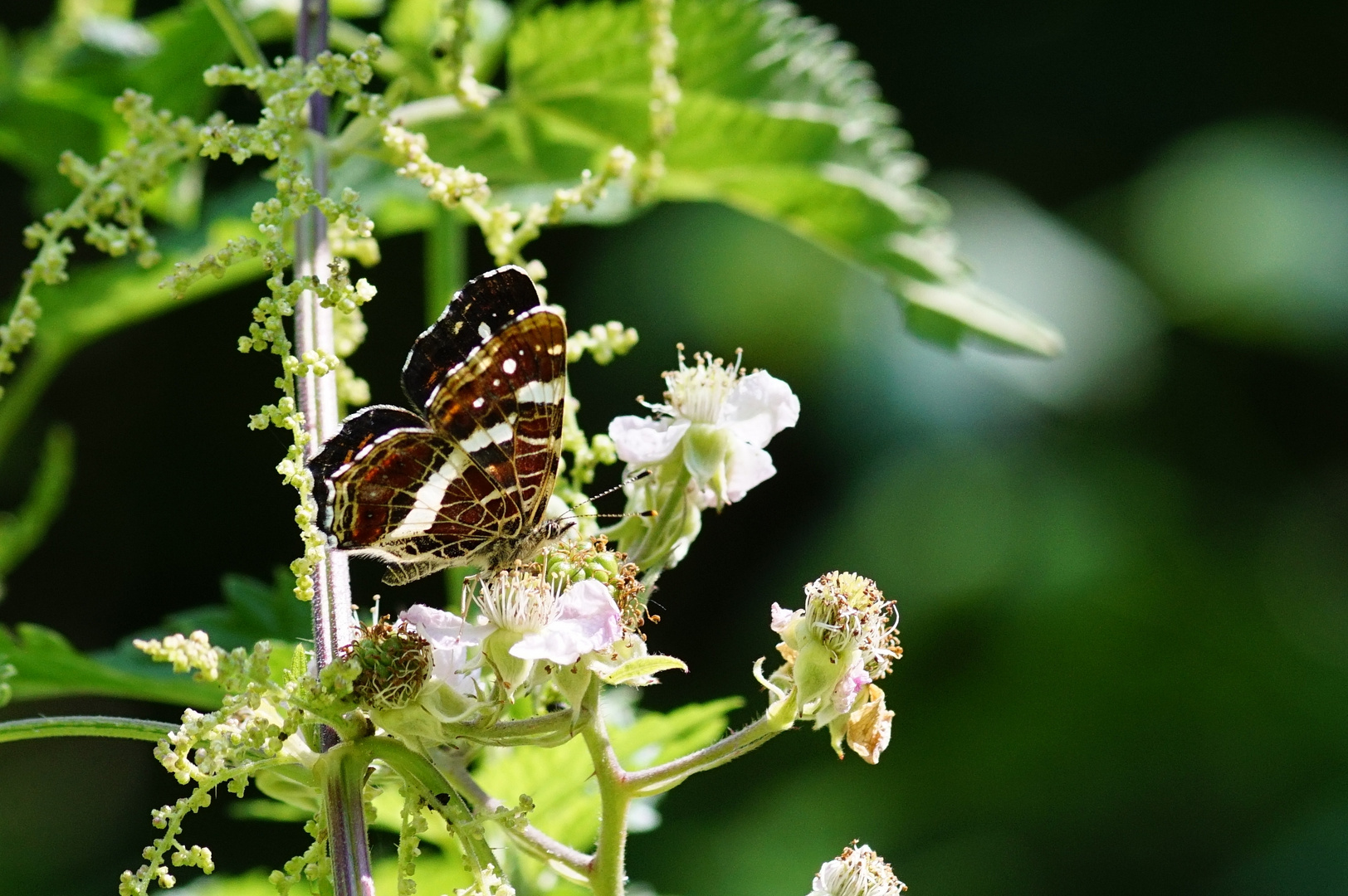 Sommergeneration