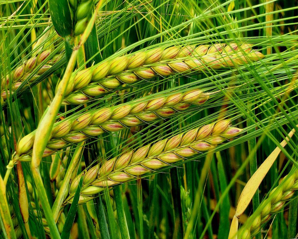 Sommergerste: lang begrannt - gut bekannt