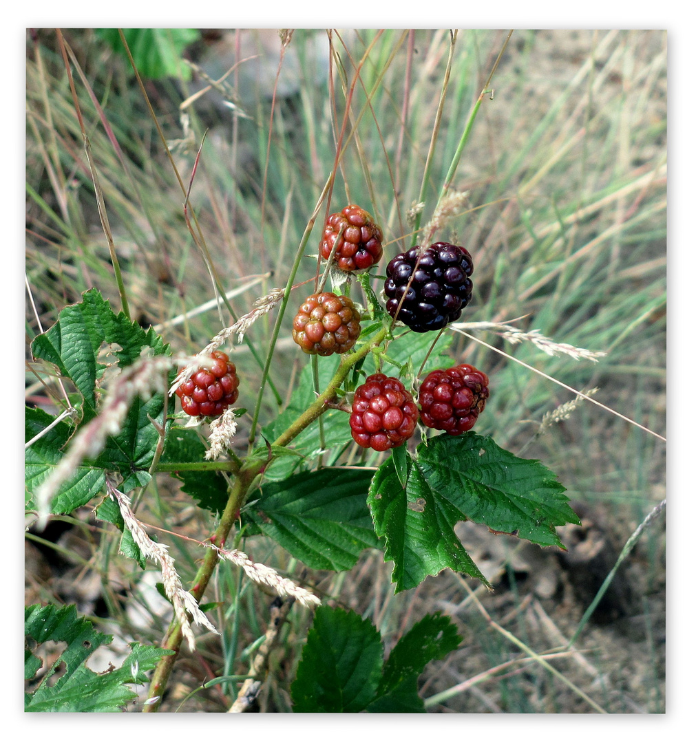 Sommergeschmack