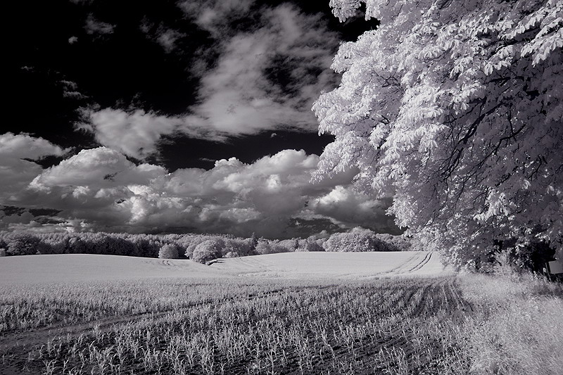 Sommergetreide - Saat unter Wolken