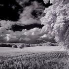 Sommergetreide - Saat unter Wolken