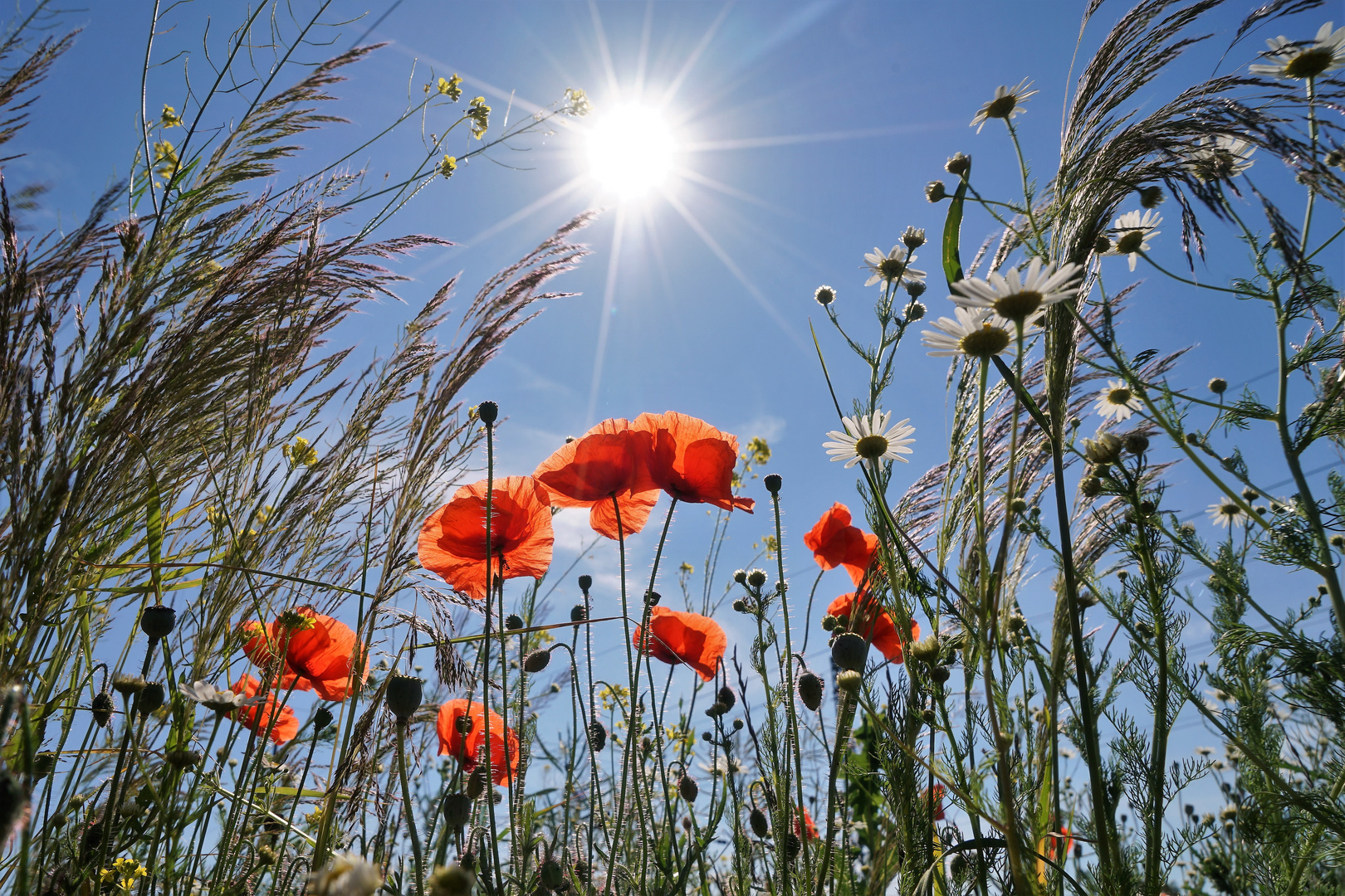 Sommergewinn