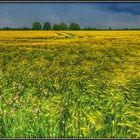 Sommergewiter überm Kornfeld