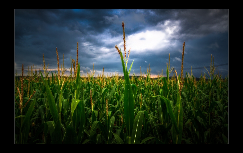 Sommergewitter II