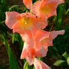 Sommergladiole