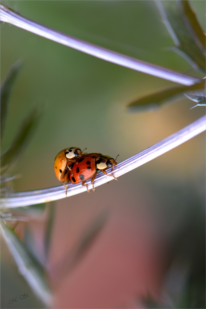 Sommerglück