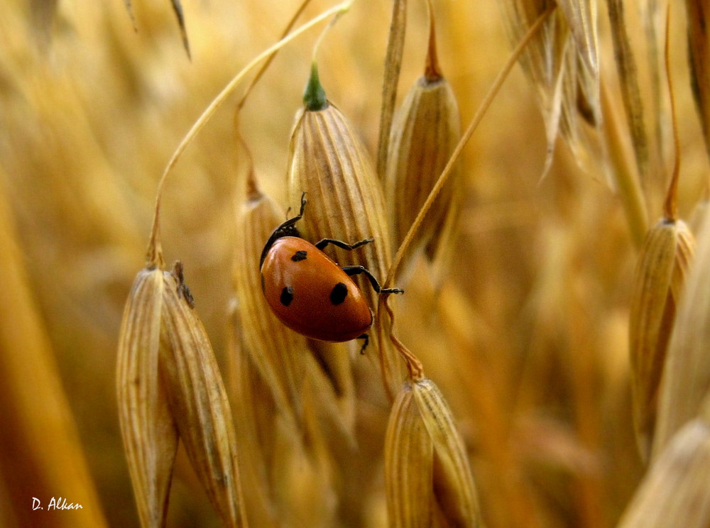 Sommer..Glücksbringer