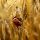 Sommer..Glücksbringer