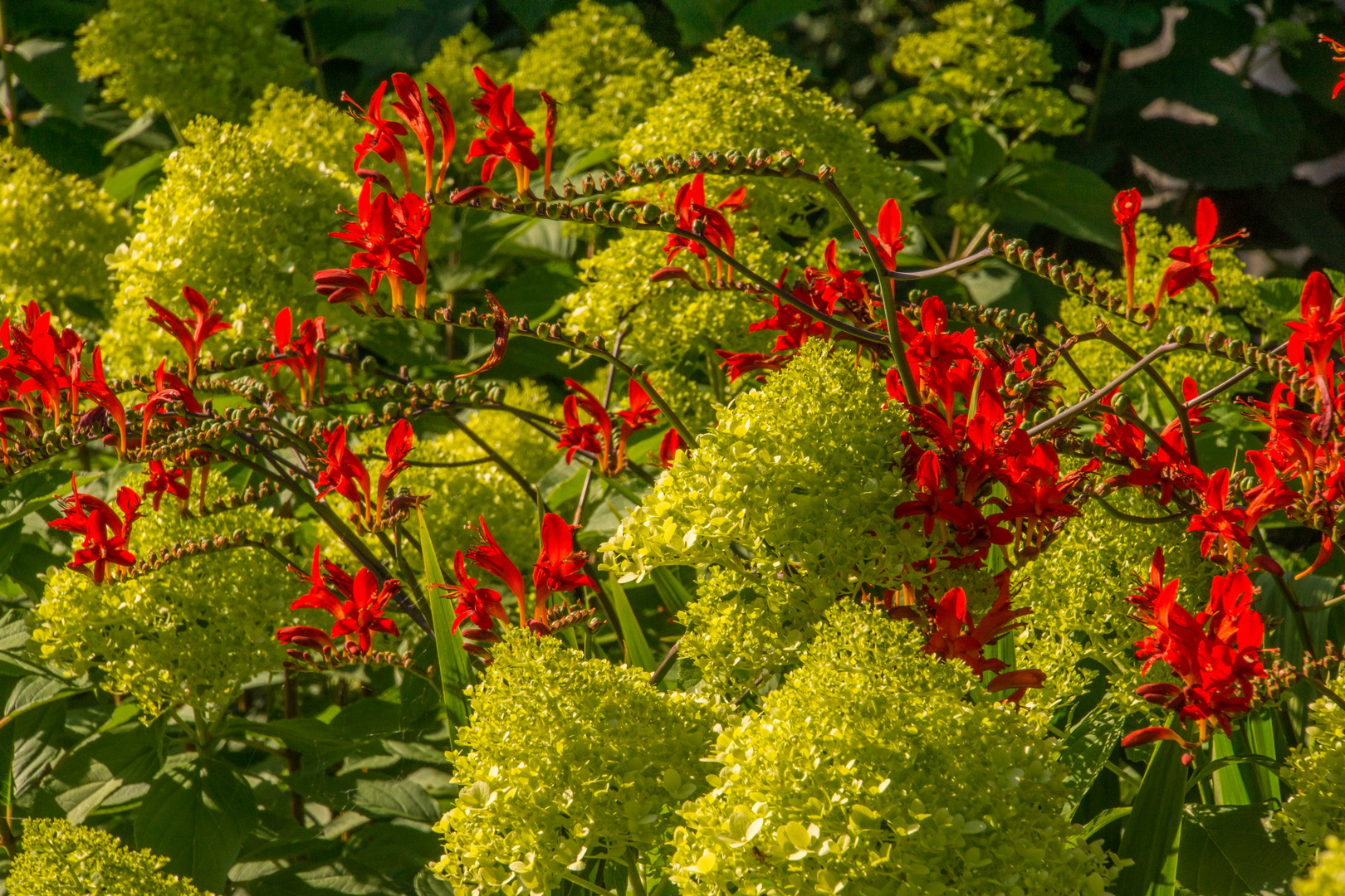 Sommerglühen II