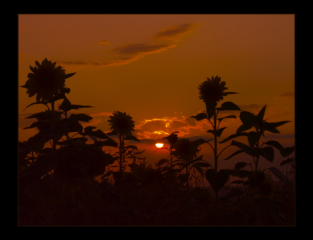 Sommerglut versinkt... im Sonnenblumen- Feld...