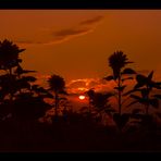 Sommerglut versinkt... im Sonnenblumen- Feld...