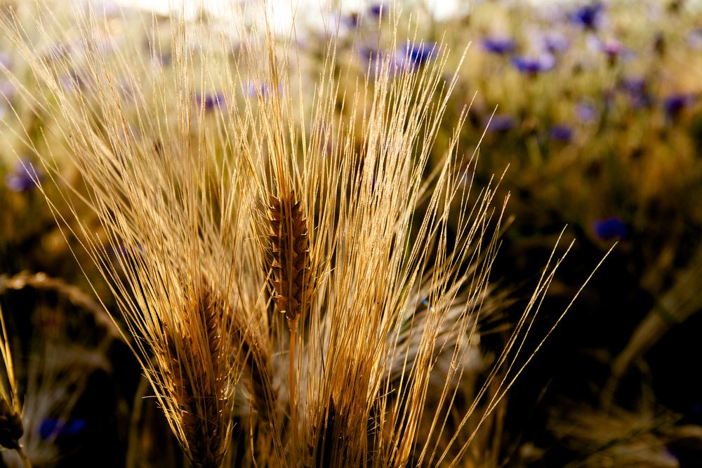 Sommergold von renggli urs