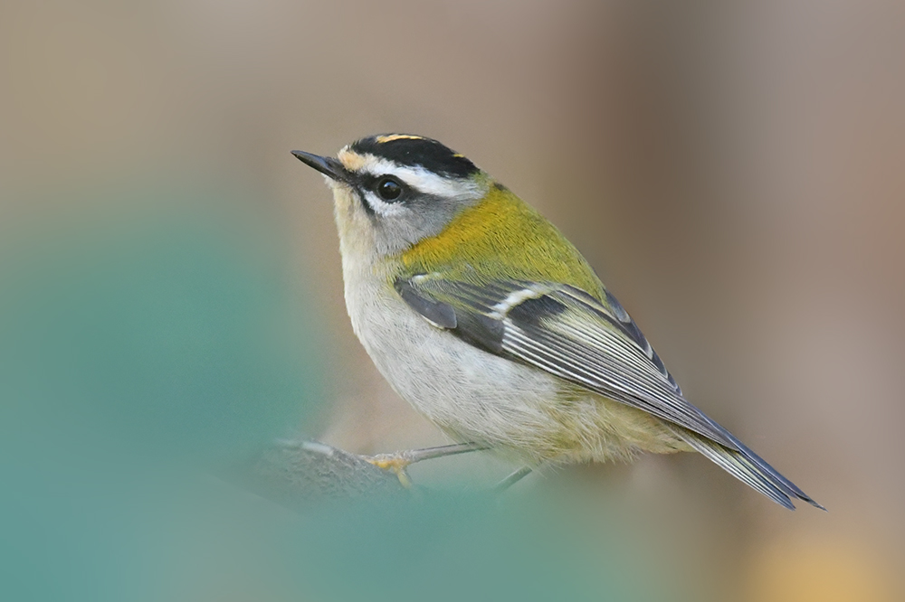  Sommergoldhähnchen 