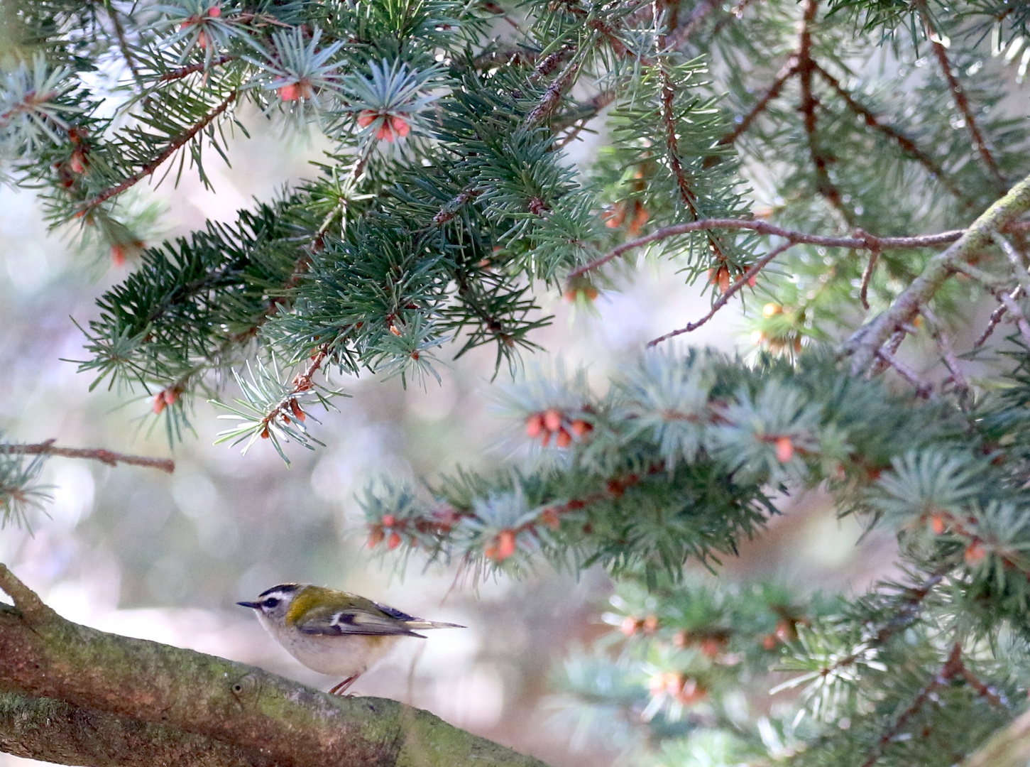 Sommergoldhähnchen