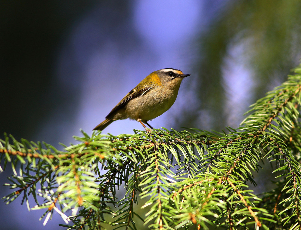 Sommergoldhähnchen