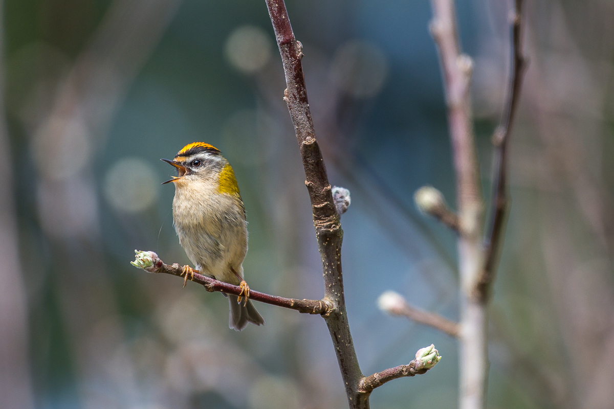 Sommergoldhähnchen  