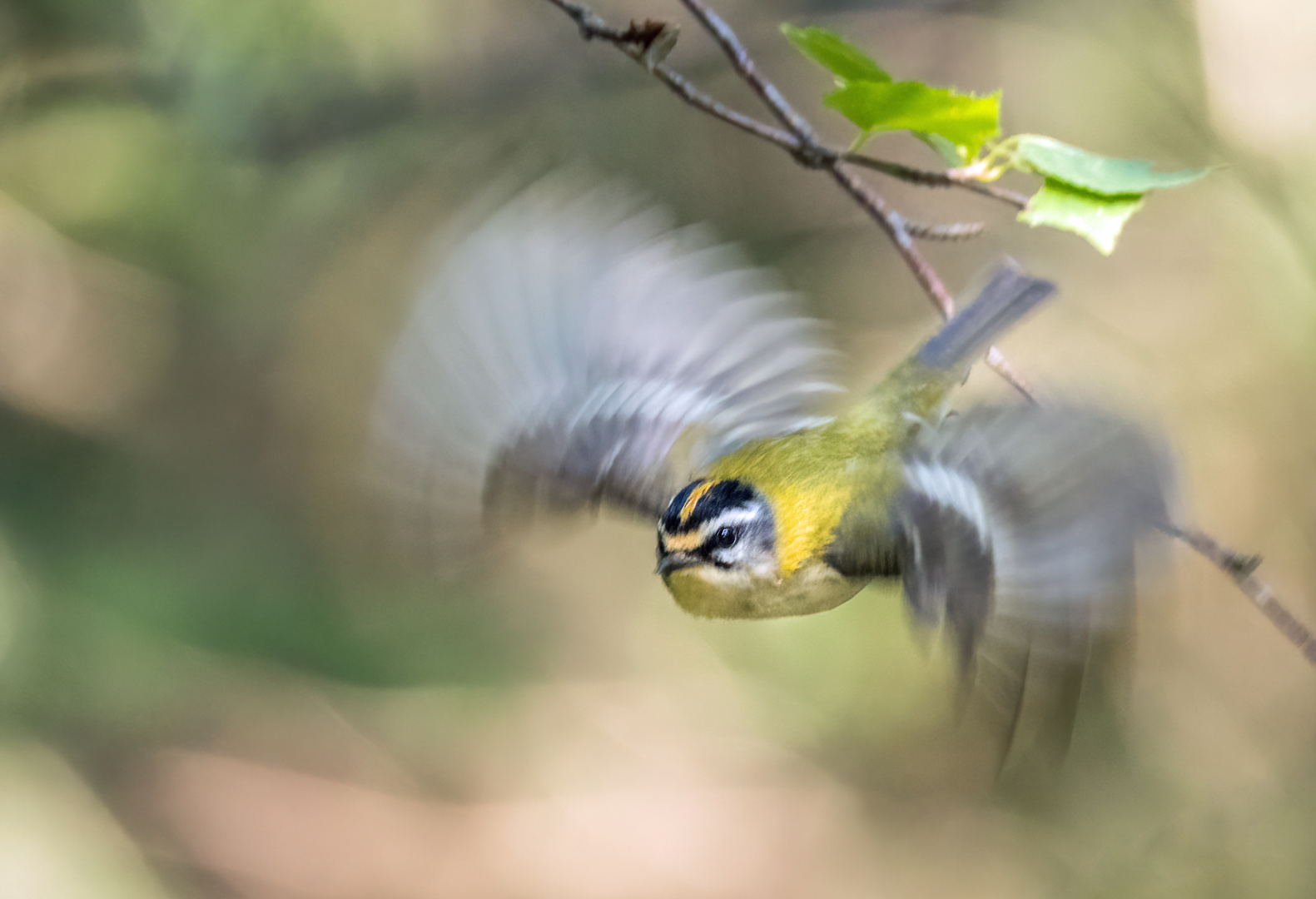 SOMMERGOLDHÄHNCHEN