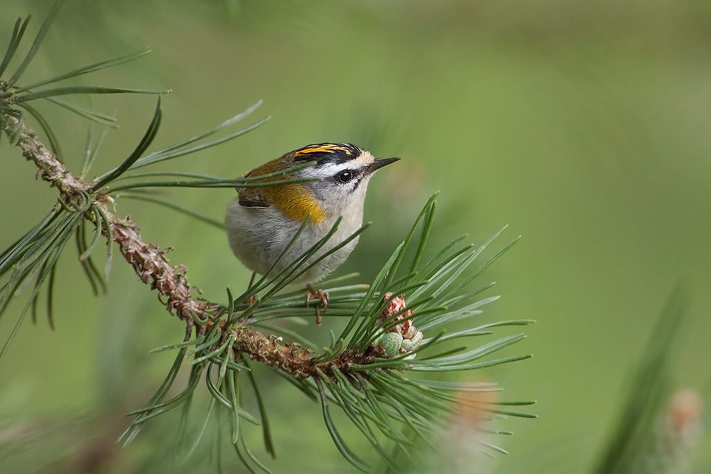 Sommergoldhähnchen