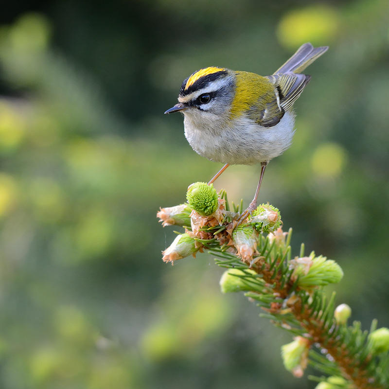 Sommergoldhähnchen