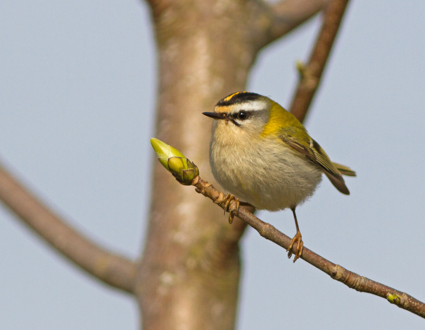 Sommergoldhähnchen