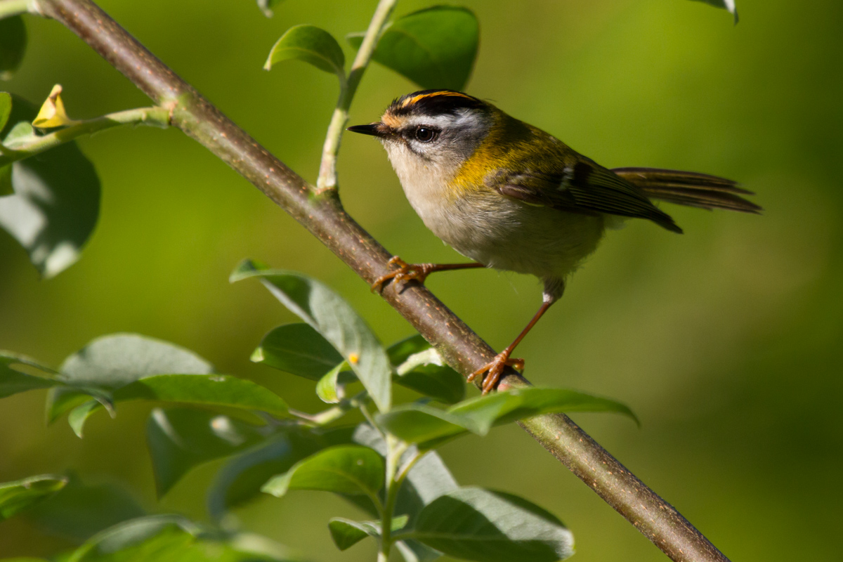 Sommergoldhähnchen