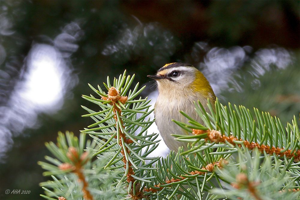 Sommergoldhähnchen - 2