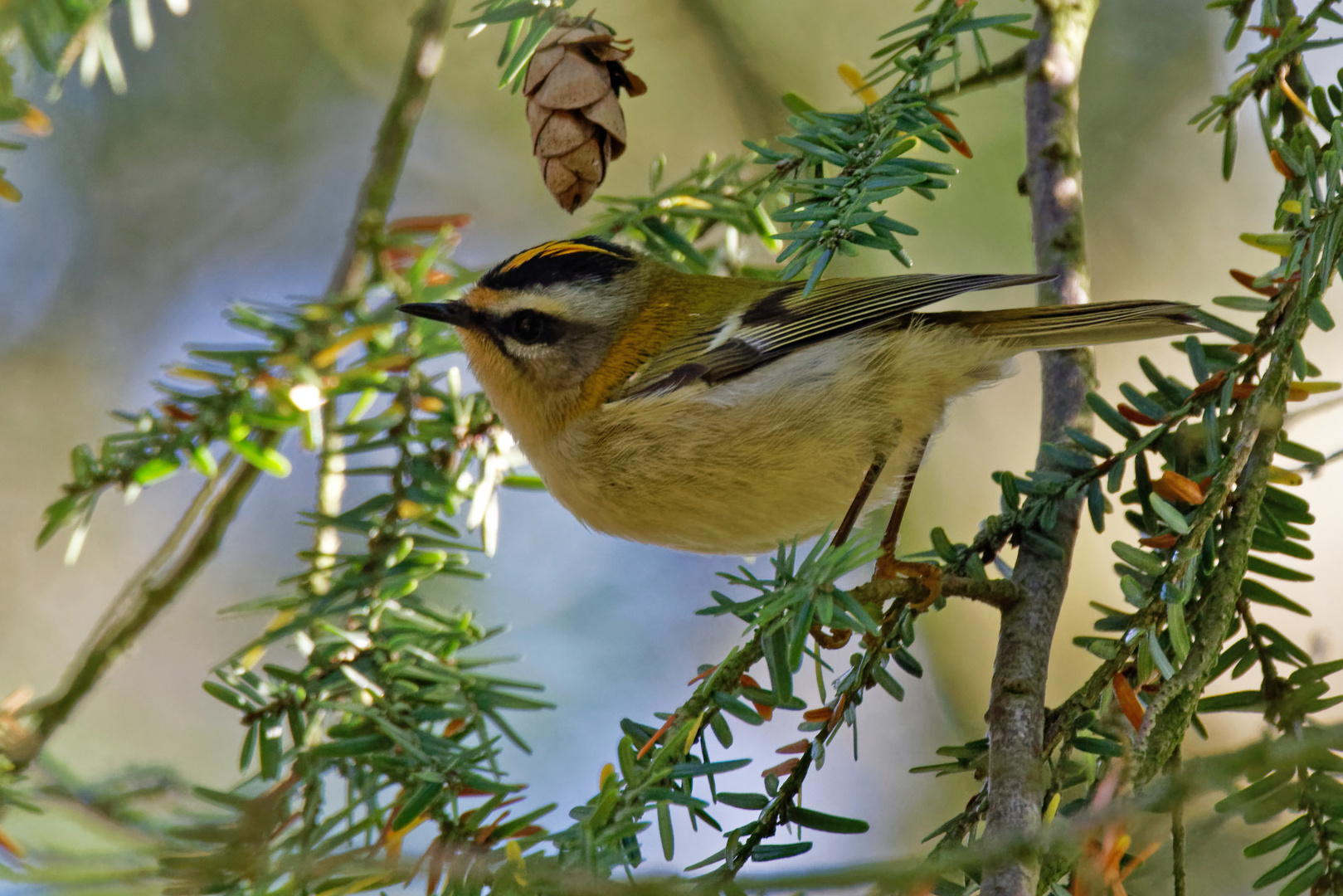 Sommergoldhähnchen